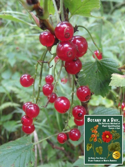  Red Currant: Ribes rubrum.