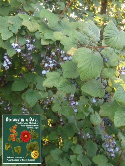 Redflower Currant: Ribes sanguineum.