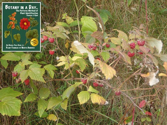 Raspberry. Rubus idaeus.