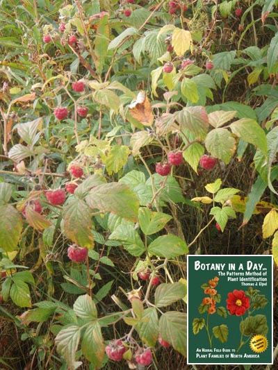 Raspberry. Rubus idaeus.