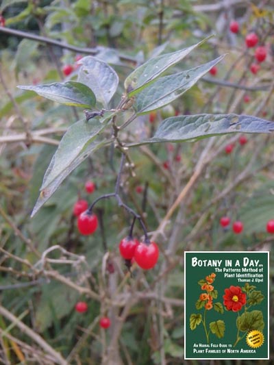 Bittersweet Nightshade: Solanum dulcamara.