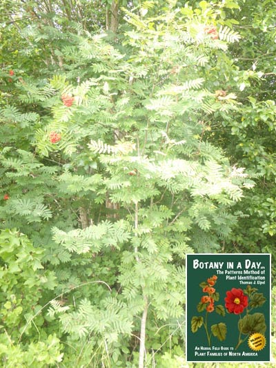  Rowan Mountain Ash: Sorbus aucuparia.