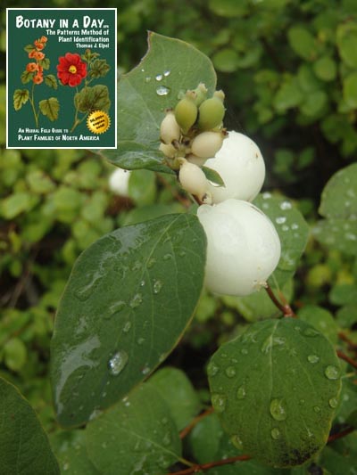 Snowberry: Symphoricarpos albus.