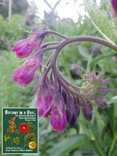 Comfrey: Symphytum sp.