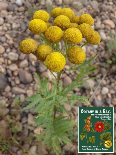 Tanacetum vulgare. Common tansy.