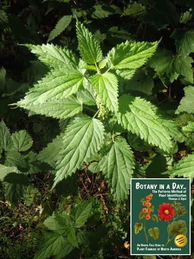  Urtica dioica. Stinging nettle.