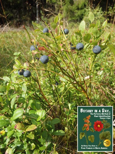  Bilberry: Vaccinium myrtillus.