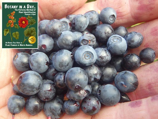  Bilberry: Vaccinium myrtillus.