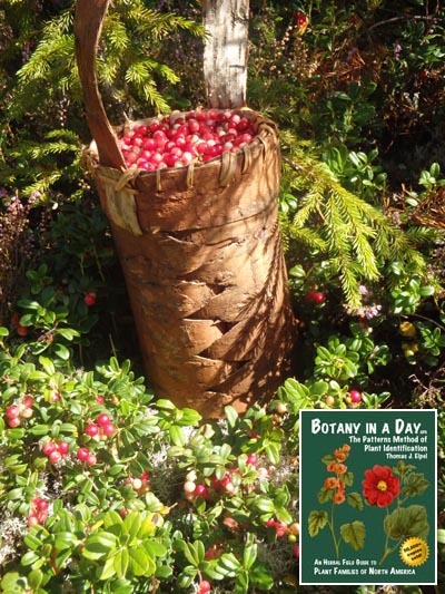  Lingon Berry: Vaccinium vitis-idaea.