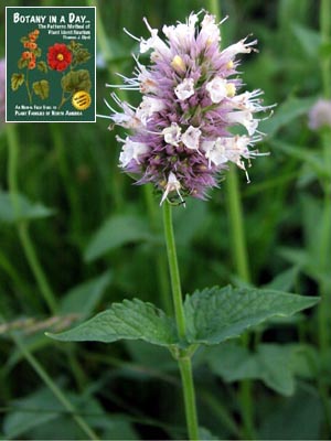 Agastache urticifolia. Giant Hyssop.