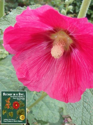 Alcea rosea. Common Hollyhock.