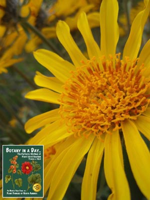 Balsamorhiza sagittata. Arrowleaf Balsamroot.