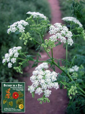 Conium maculatum. Poison Hemlock.