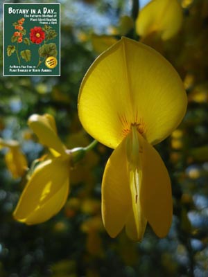 Cytisus scoparius. Scotch Broom.