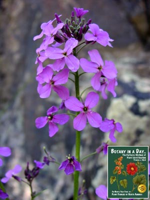 Hesperis matronalis. Sweet Rocket.