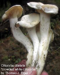 Clitocybe_dilatata: Crowded White Clitocybe poisonous mushroom.