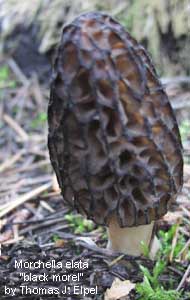 Morchella elata: Black Morel mushroom.