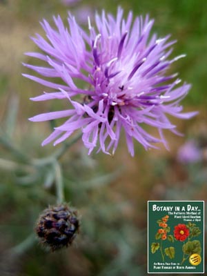 Centaurea maculosa: Spotted Knapweed.